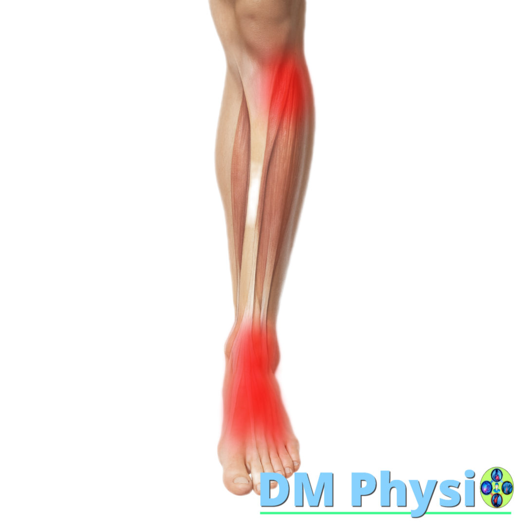 Tibialis anterior, Extensor digitorum longus и Extensor hallucis longus